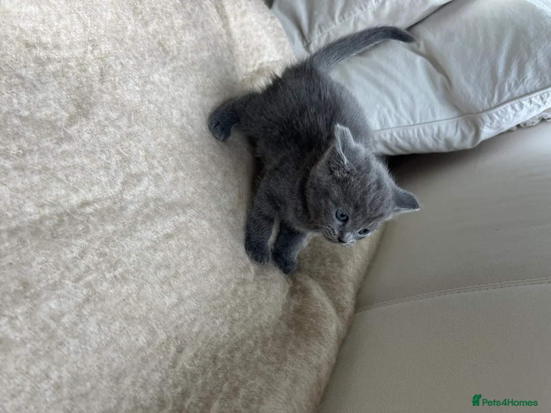 British Shorthair cats for sale: Our British Shorthair has had 5 Beautiful Kittens - Advert 29