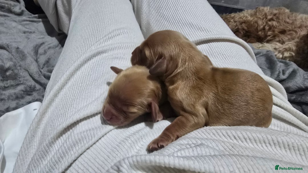 Cockapoo dogs for sale: Beautiful cockapoo puppies - Advert 10