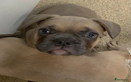 French Bulldog dogs for sale: One Beautiful Boy Left  - Image 5