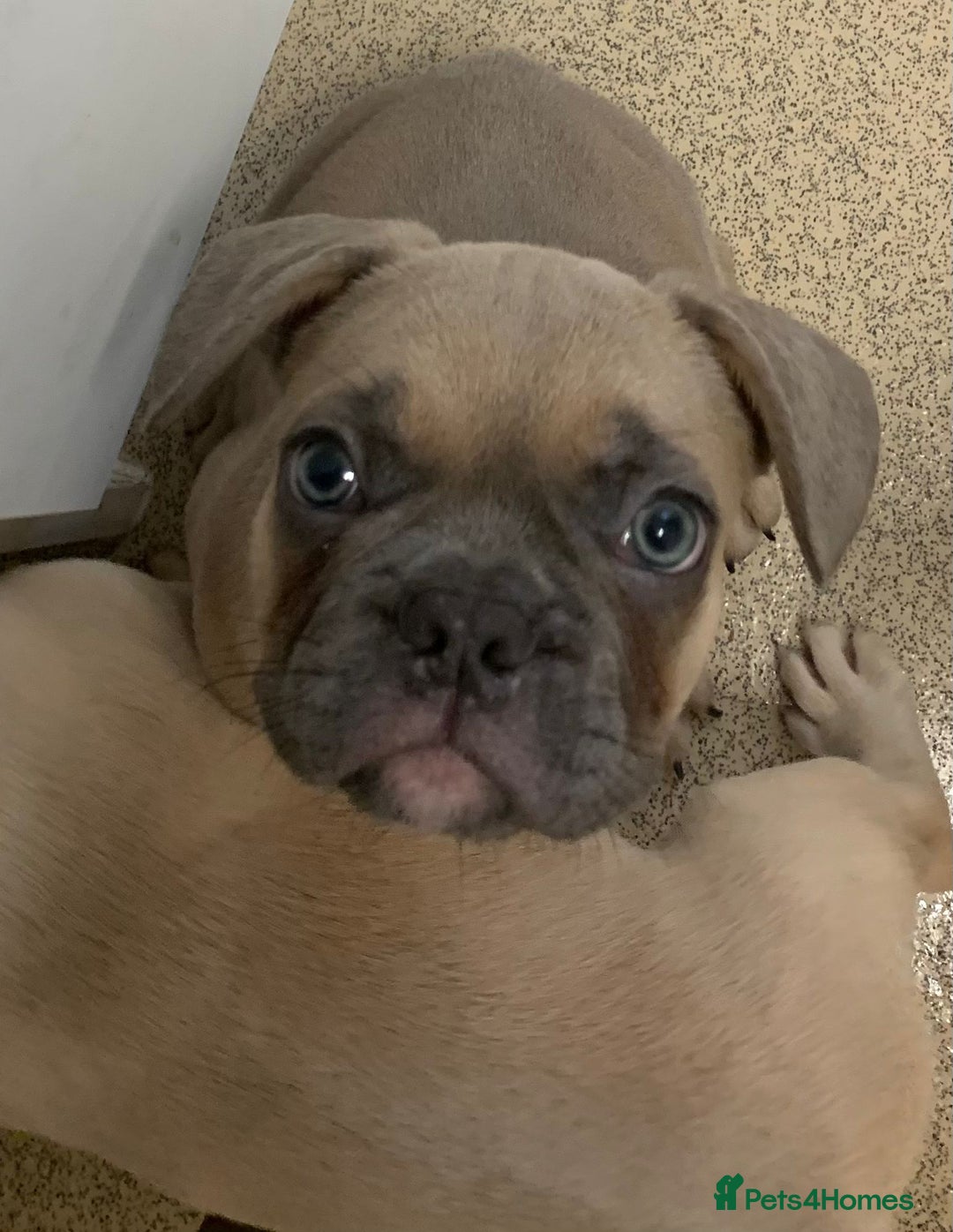 French Bulldog dogs for sale: One Beautiful Boy Left  - Image 5