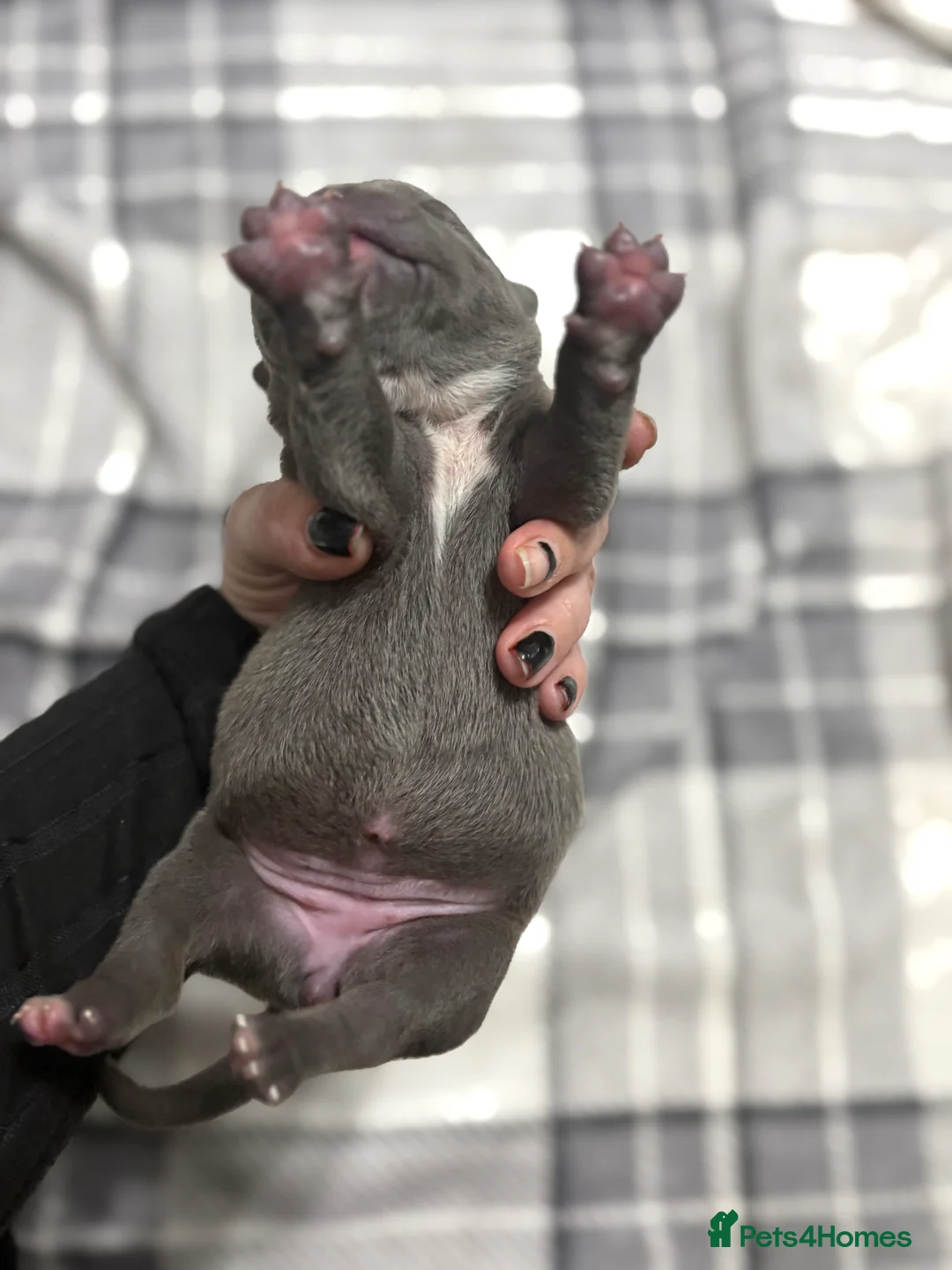 American Bully dogs for sale: Pocket bully’s  in Cradley Heath - Advert 8