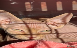 Sphynx cats for sale: Pink Male Sphynx Kitten - Image 2