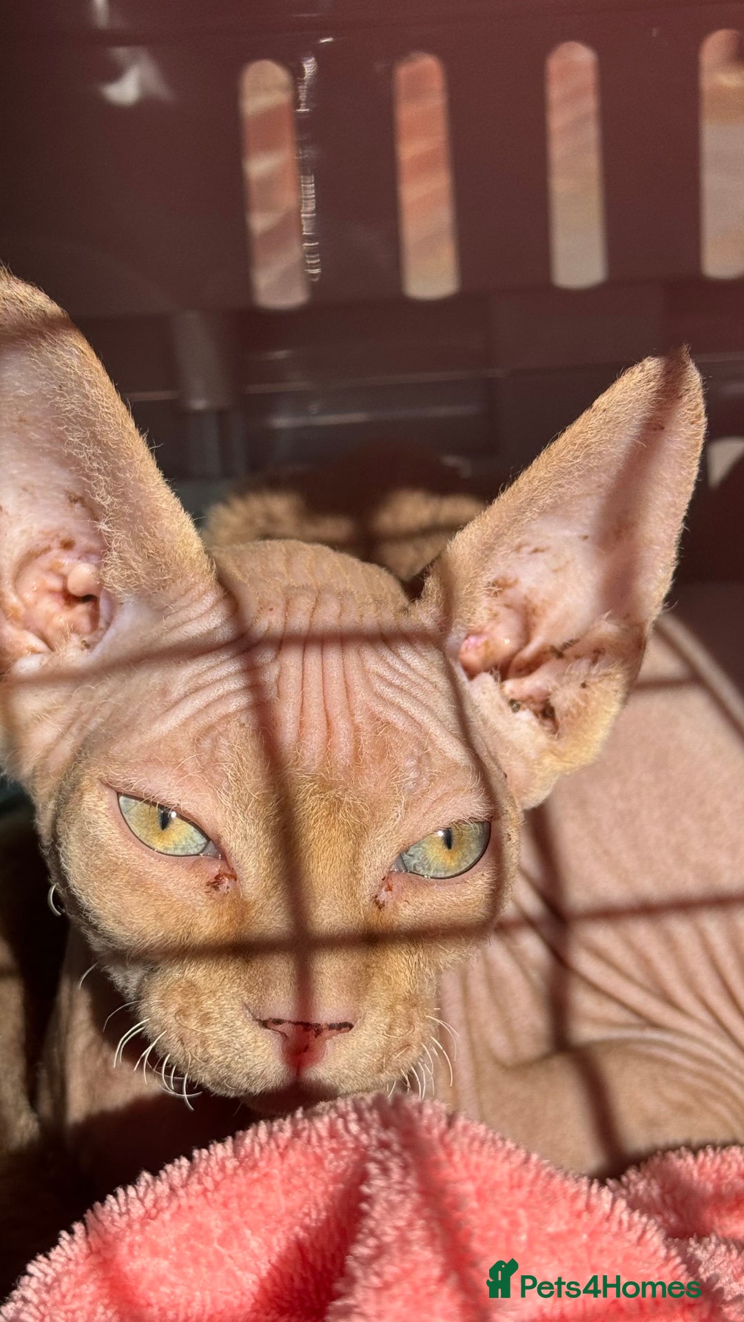 Sphynx cats for sale: Pink Male Sphynx Kitten - Image 2