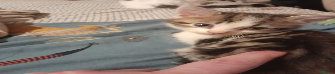 Mixed Breed Kitten 1
