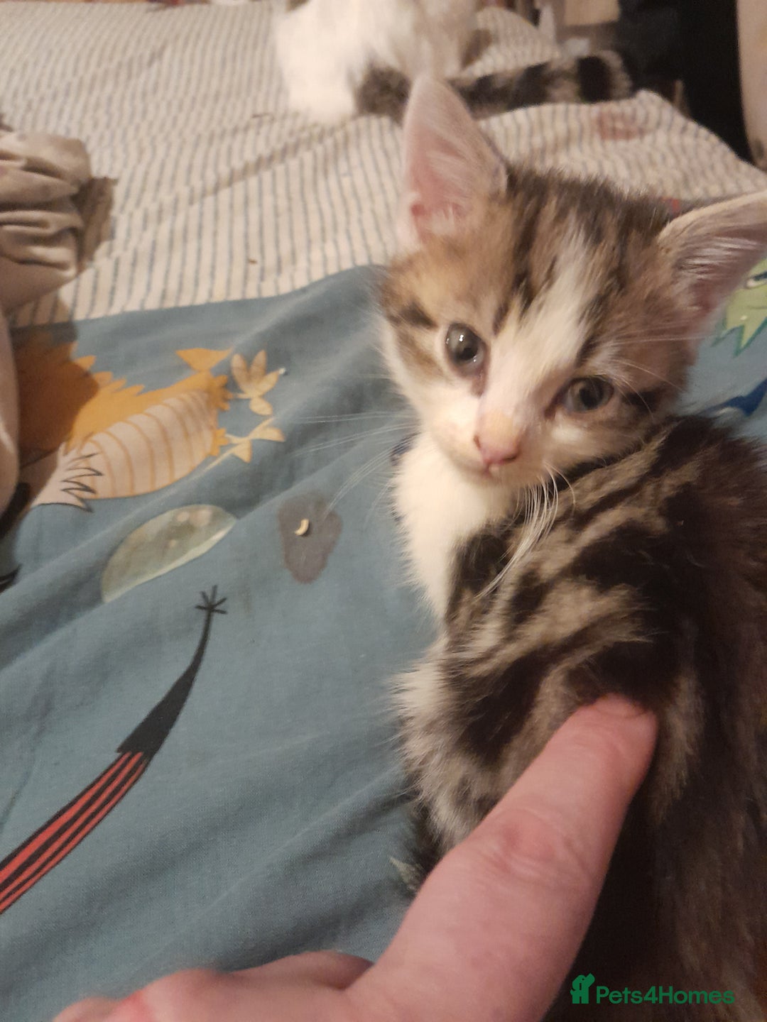 Mixed Breed cats for sale: Beautiful kittens  - Image 3
