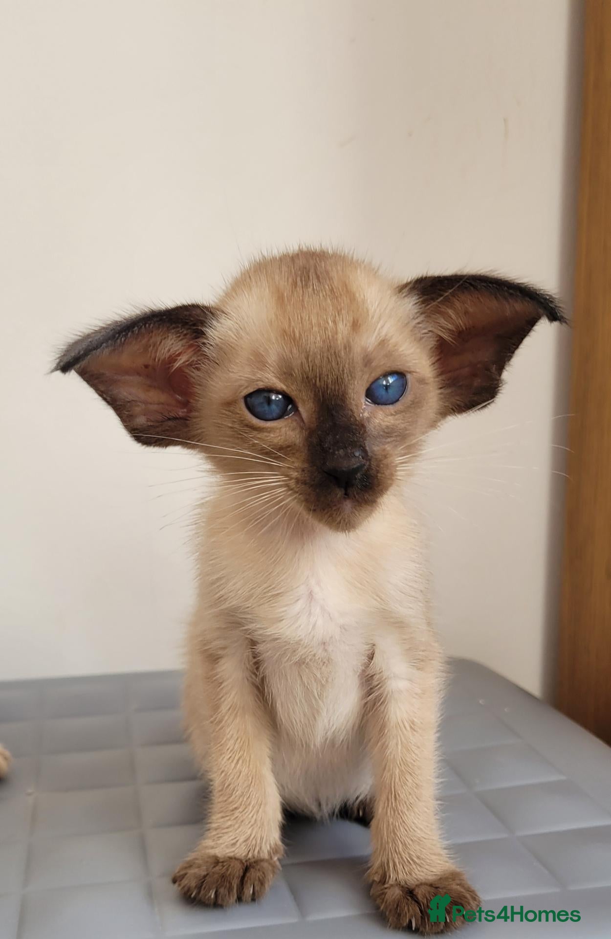 Oriental cats for sale: Modern type Oriental/siamese kittens  - Advert 13