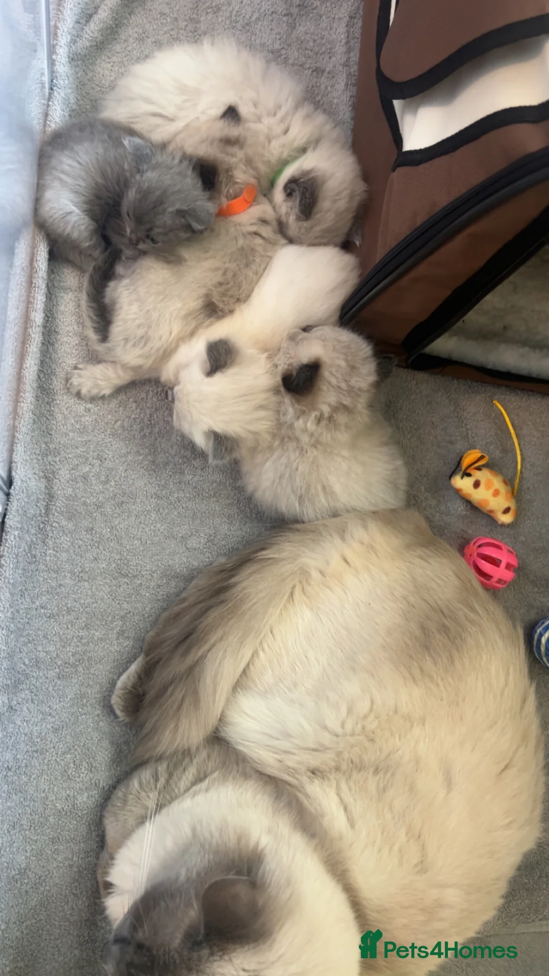 Ragdoll cats for sale: Ragdoll kittens - Advert 2