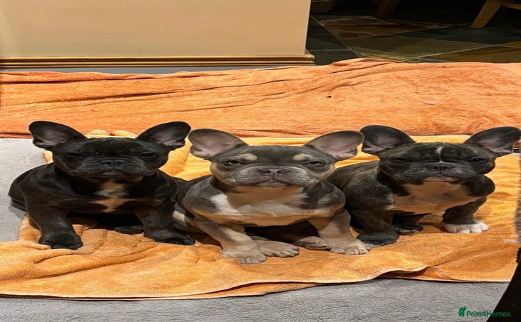 French Bulldog dogs - Advert 1