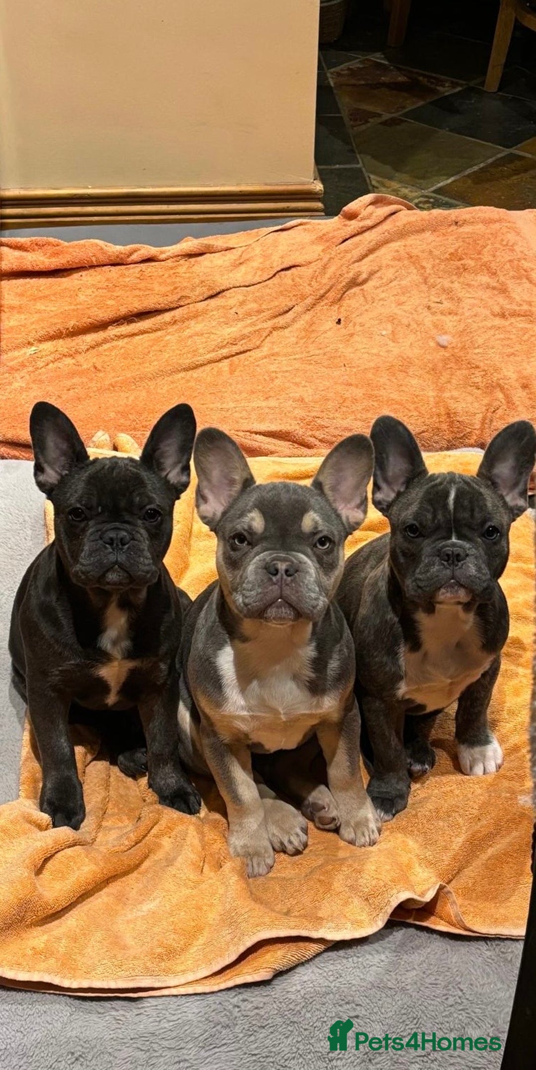 French Bulldog dogs for sale: French bulldog pups KC Reg - Image 1