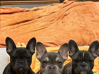 French Bulldog dogs - Advert 1