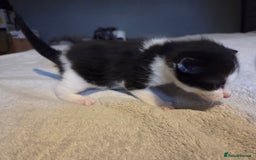 Mixed Breed cats for sale: Stunning kittens available Leicestershire  - Image 4