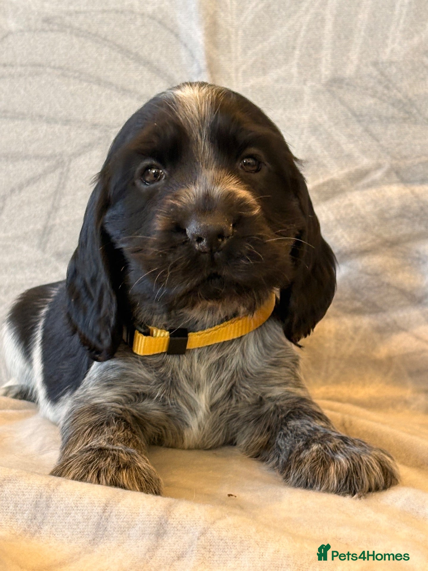 Cocker Spaniel dogs KC registered Show Type Cocker Spaniel DNA Tested - Advert 2