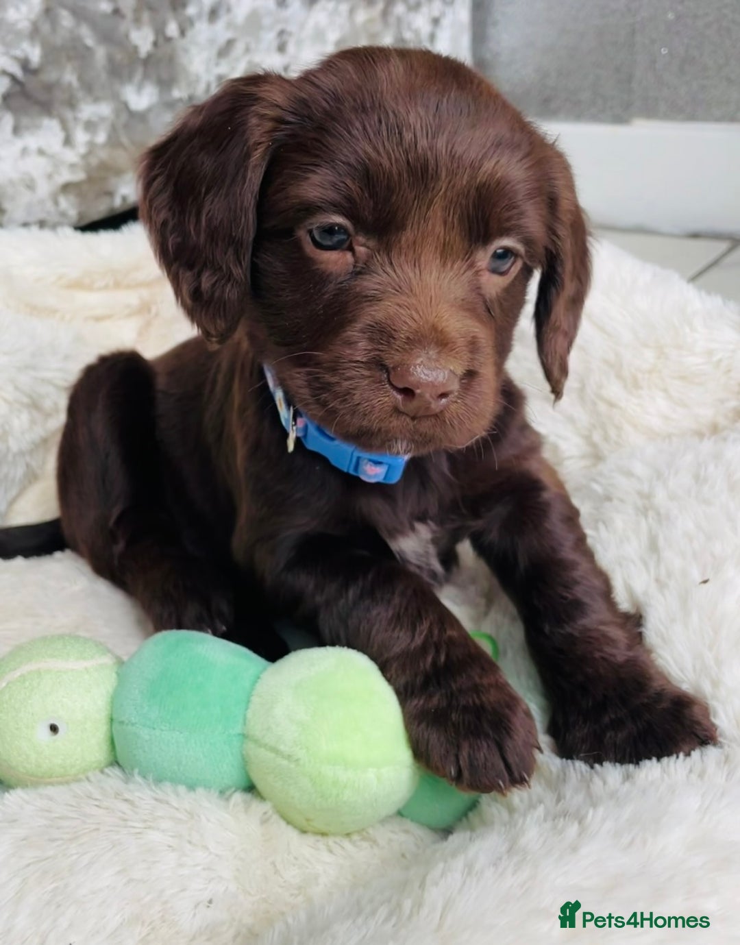 Sprocker dogs for sale: Stunning sprocker puppies  - Advert 20