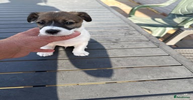 Jack Russell dogs - Advert 18