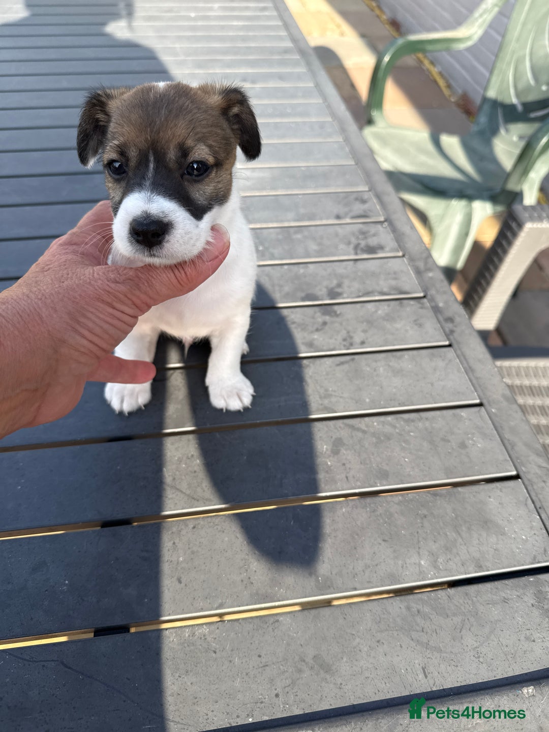 Jack Russell dogs for sale: Jack Russell puppies - Image 3