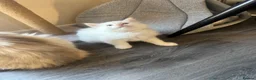 Ragdoll cats for sale: Ragdoll × Maine Coon Kittens for Sale flame point - Advert 4
