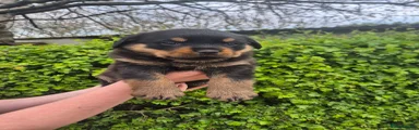 Rottweiler Puppy 1