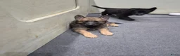 German Shepherd dogs for sale: DDR German Shepherds  - Advert 11