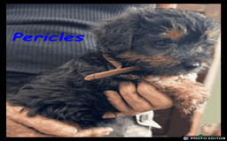 Mixed Breed dogs for sale: Beautiful Borderpoo Puppies – Ready 24th August - Image 10