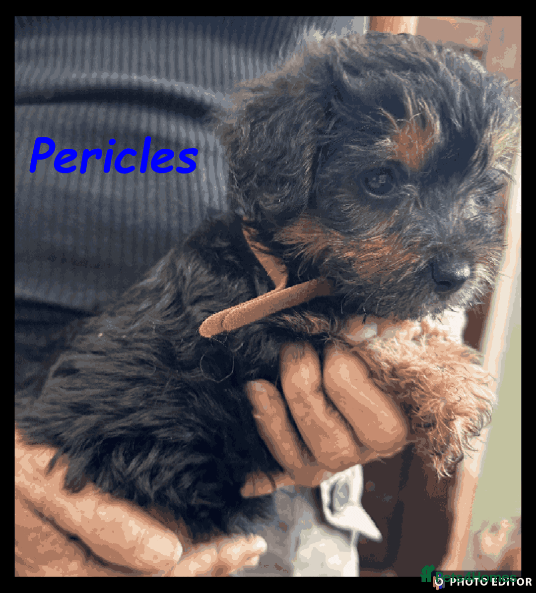 Mixed Breed dogs for sale: Beautiful Borderpoo Puppies – Ready 24th August - Image 10