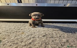 Whippet dogs for sale: excellent litter of Kc reg blue whippet puppies  - Image 18