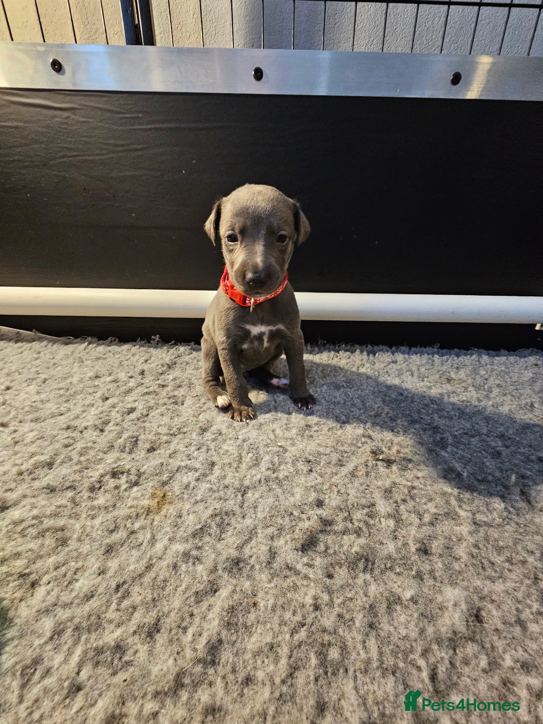 Whippet dogs for sale: excellent litter of Kc reg blue whippet puppies  - Image 18