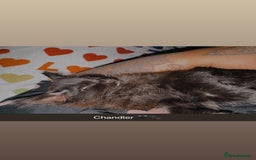 Domestic Shorthair cats for sale: Brother and sister black kittens  - Advert 9