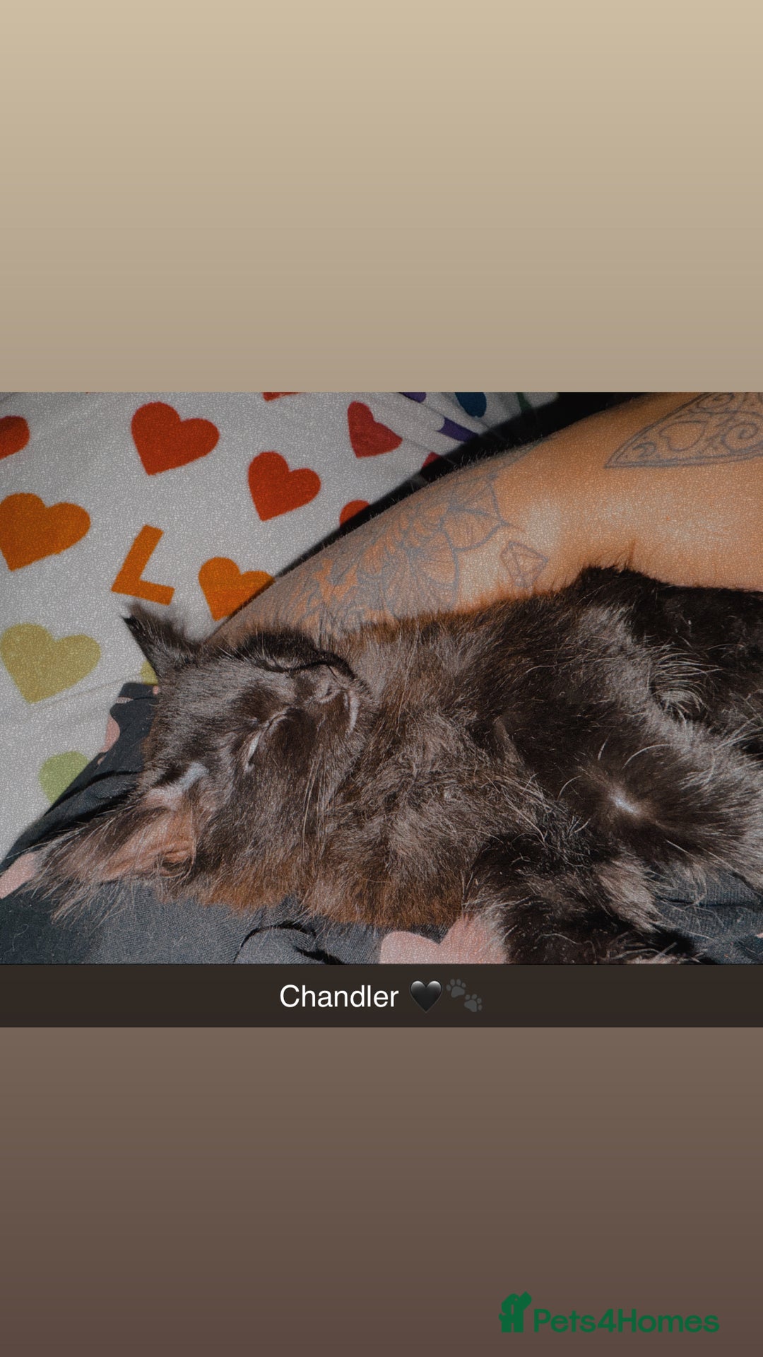 Domestic Shorthair cats for sale: Brother and sister black kittens  - Advert 9