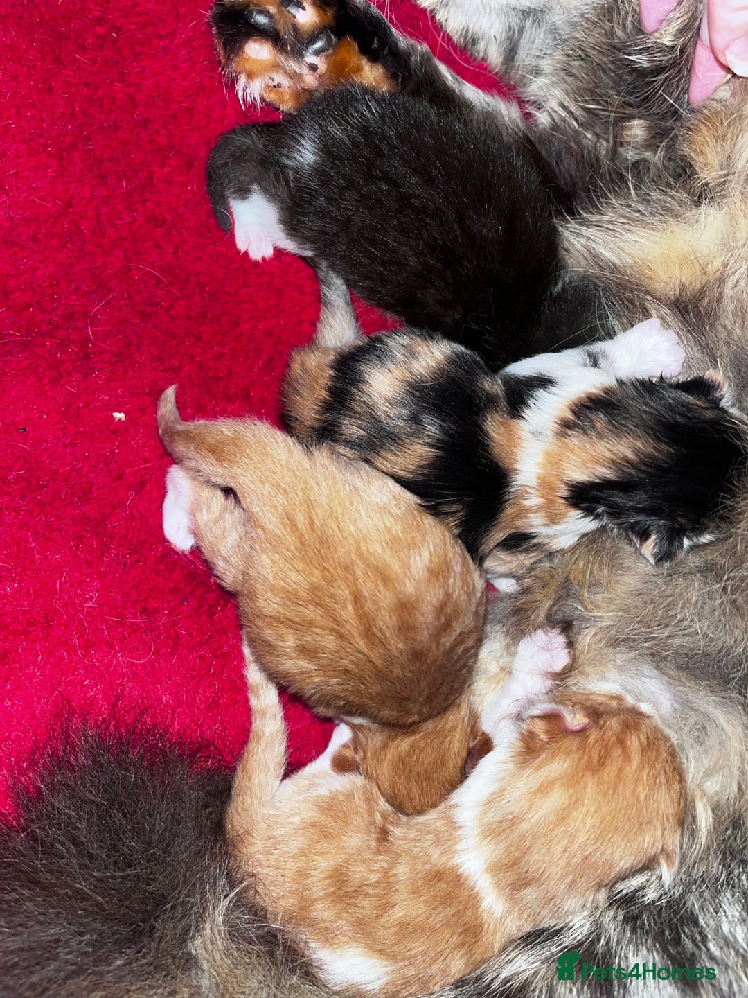 Mixed Breed cats for sale: Beautiful Fluffy Kittens - Advert 12