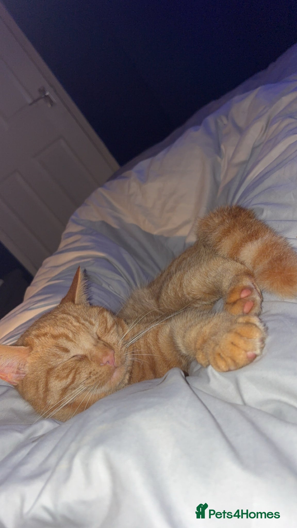 Mixed Breed cats Ginger Tom cat  - Advert 2