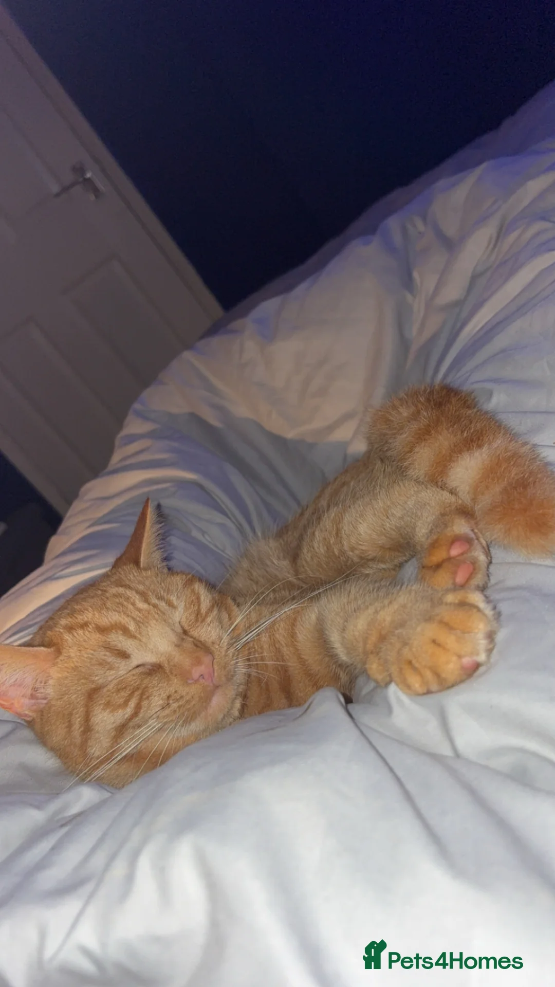 Mixed Breed cats for sale: Ginger Tom cat  in Norwich - Advert 1