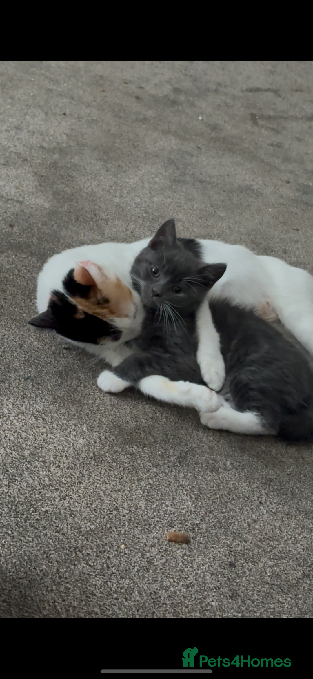 Chartreux cats for sale: Two male grey chartreuse kittens  - Image 5