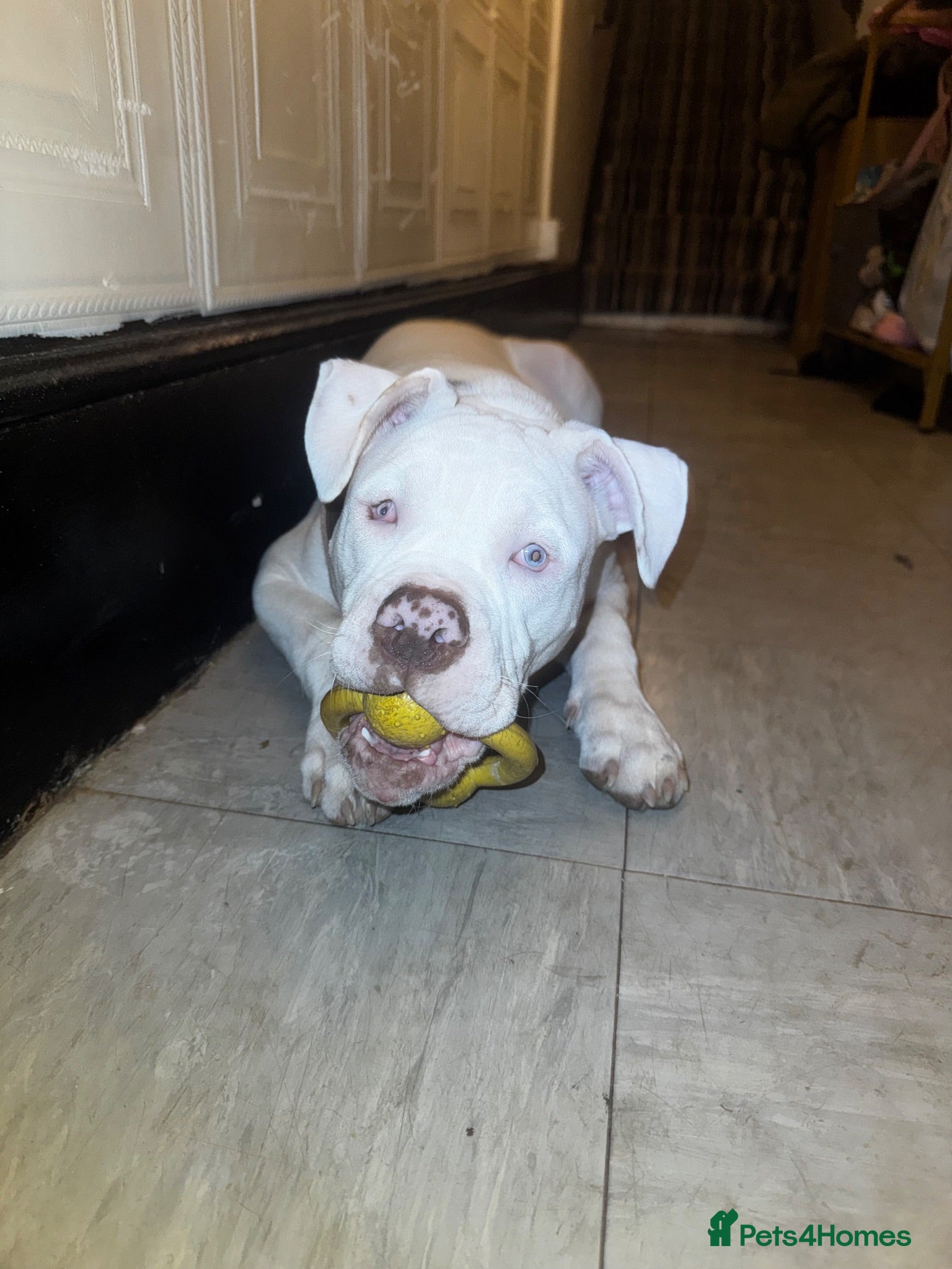 Alapaha Blue Blood Bulldog dogs 5 month old alapha blue blood bulldog for sale  - Advert 4
