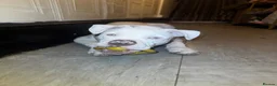 Alapaha Blue Blood Bulldog dogs for sale: 5 month old alapha blue blood bulldog for sale  in Southend-on-Sea - Advert 1