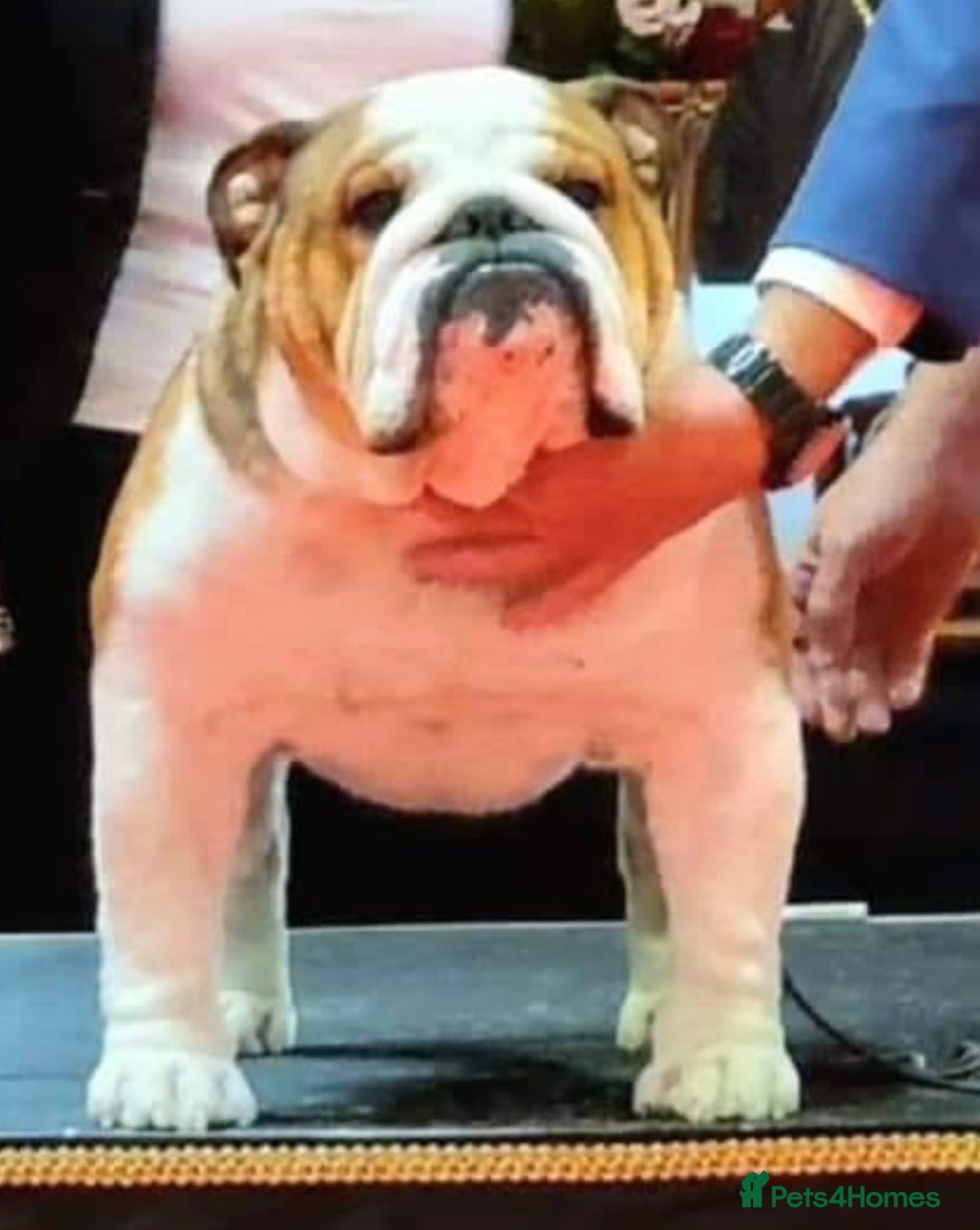 English Bulldog dogs for sale: Champion Sired KC Reg Bulldog Puppies  - Advert 19
