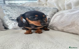 Miniature Dachshund dogs for sale: Minature dachshund  - Image 20