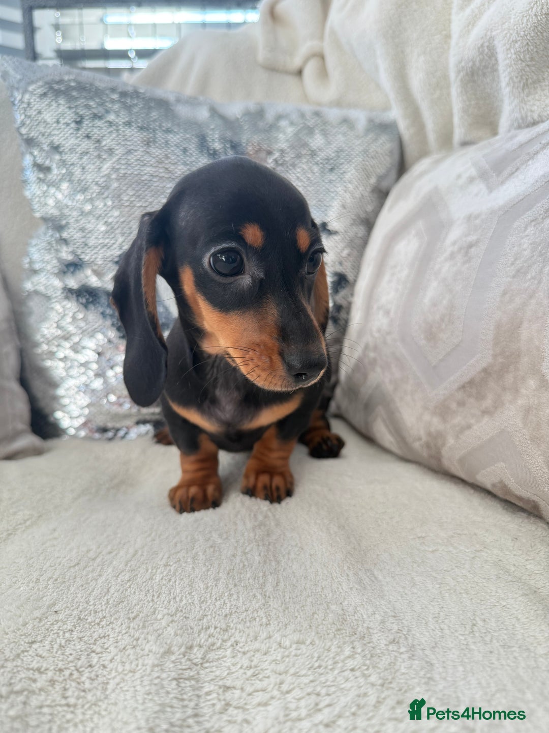 Miniature Dachshund dogs for sale: Minature dachshund  - Image 20