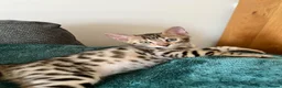 Bengal cats for sale: Brown Bengal Boy (last one) - Advert 11