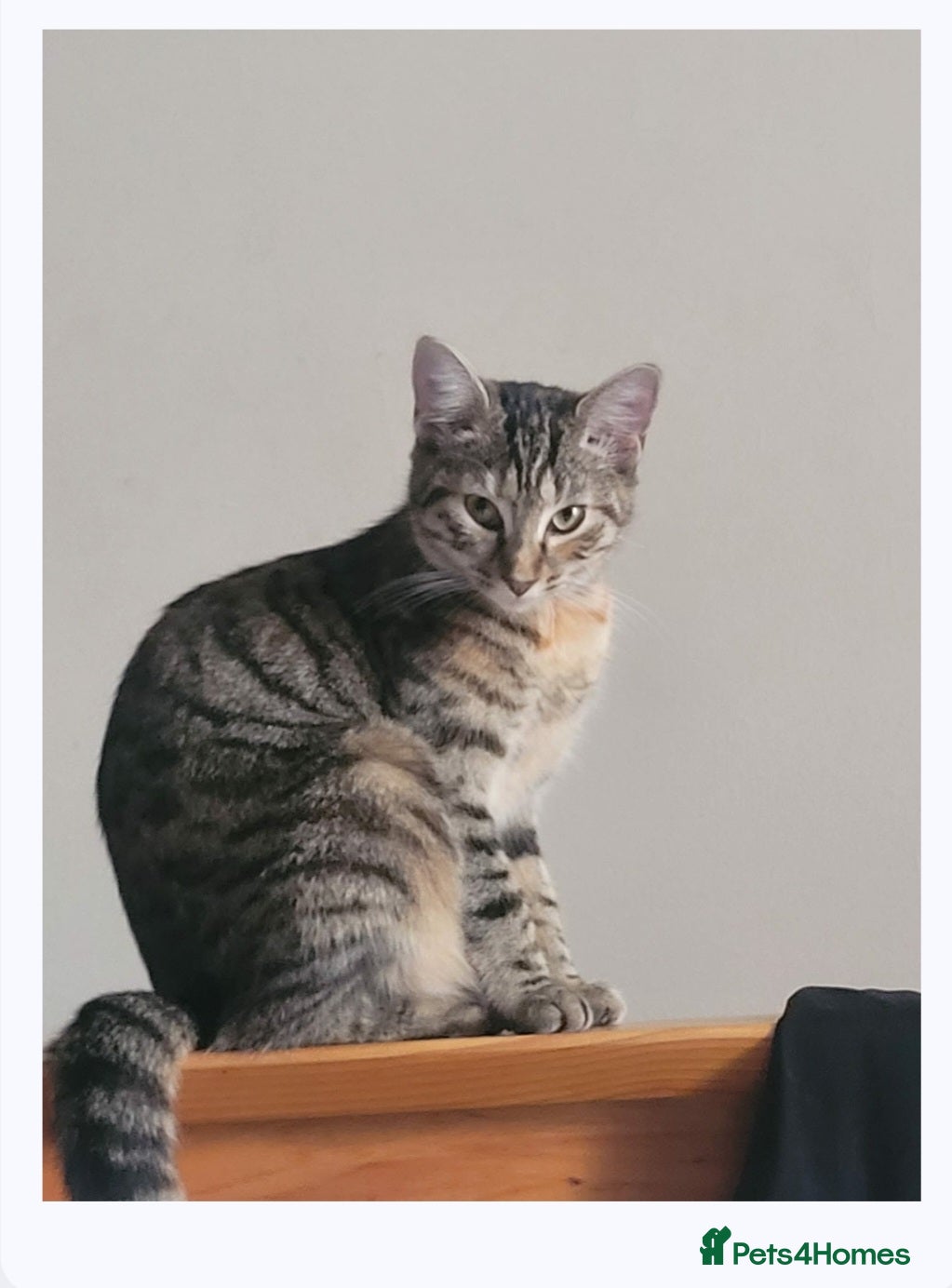 Mixed Breed cats Lovely male tabby cat - Advert 3
