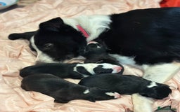 Mixed Breed dogs for sale: Border Collie x Whippet  - Image 3