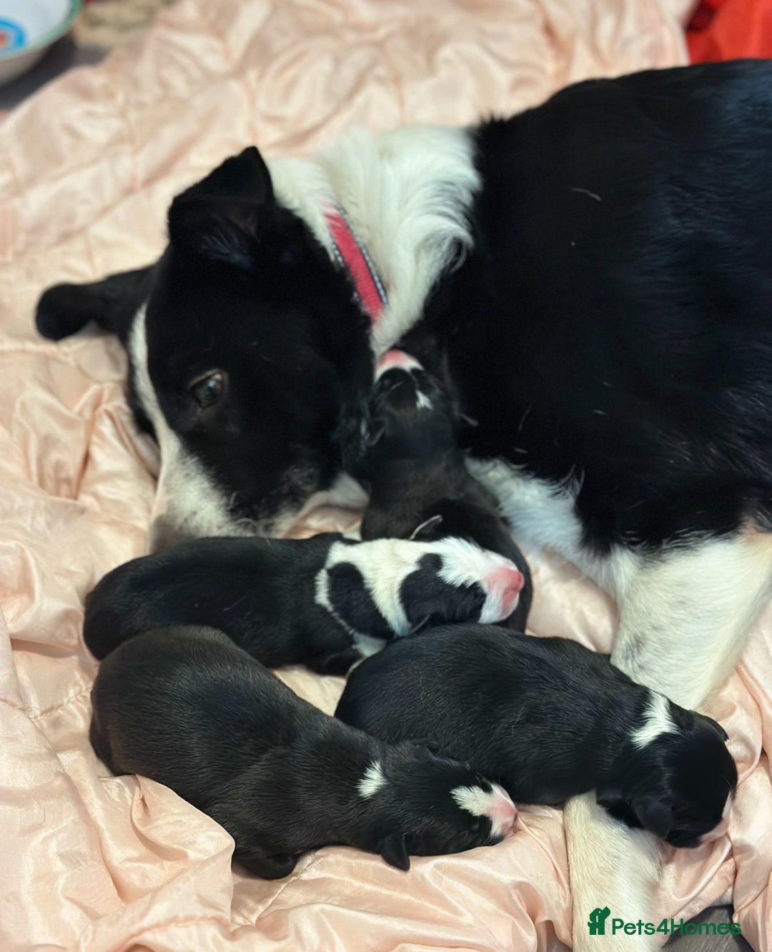 Mixed Breed dogs for sale: Border Collie x Whippet  - Image 3