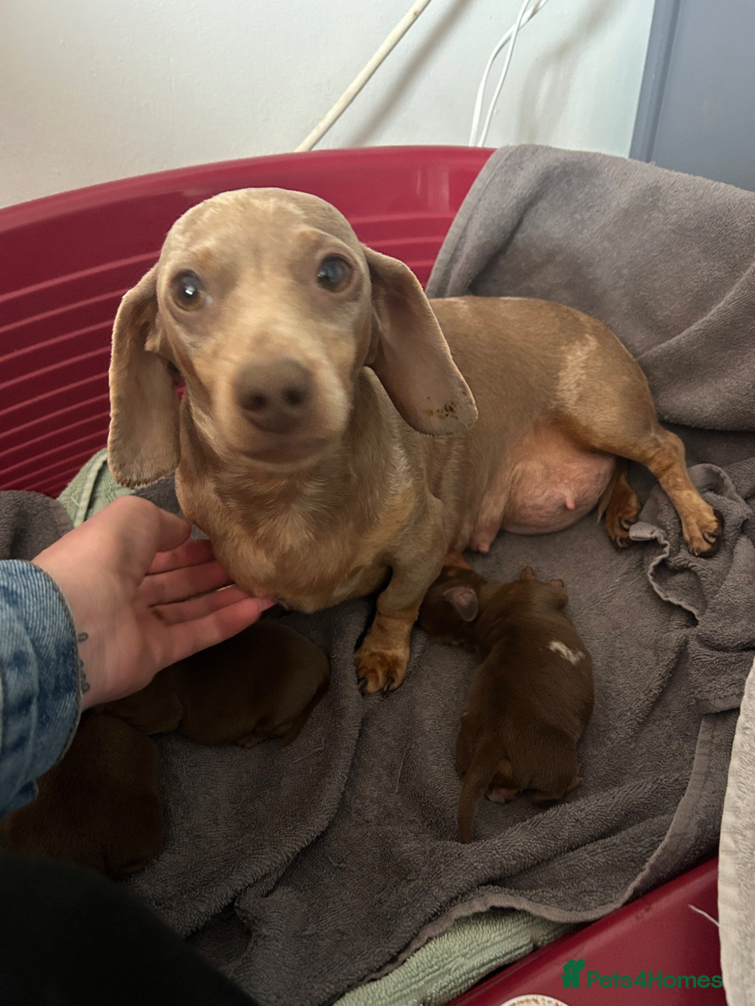Miniature Dachshund dogs 3 miniature dashund boys kc reg - Advert 2