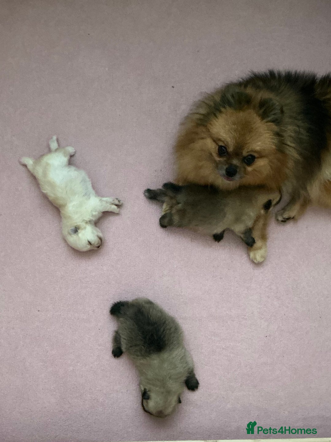 Pomeranian dogs for sale: KC Registered Pomeranian Puppies - Advert 6