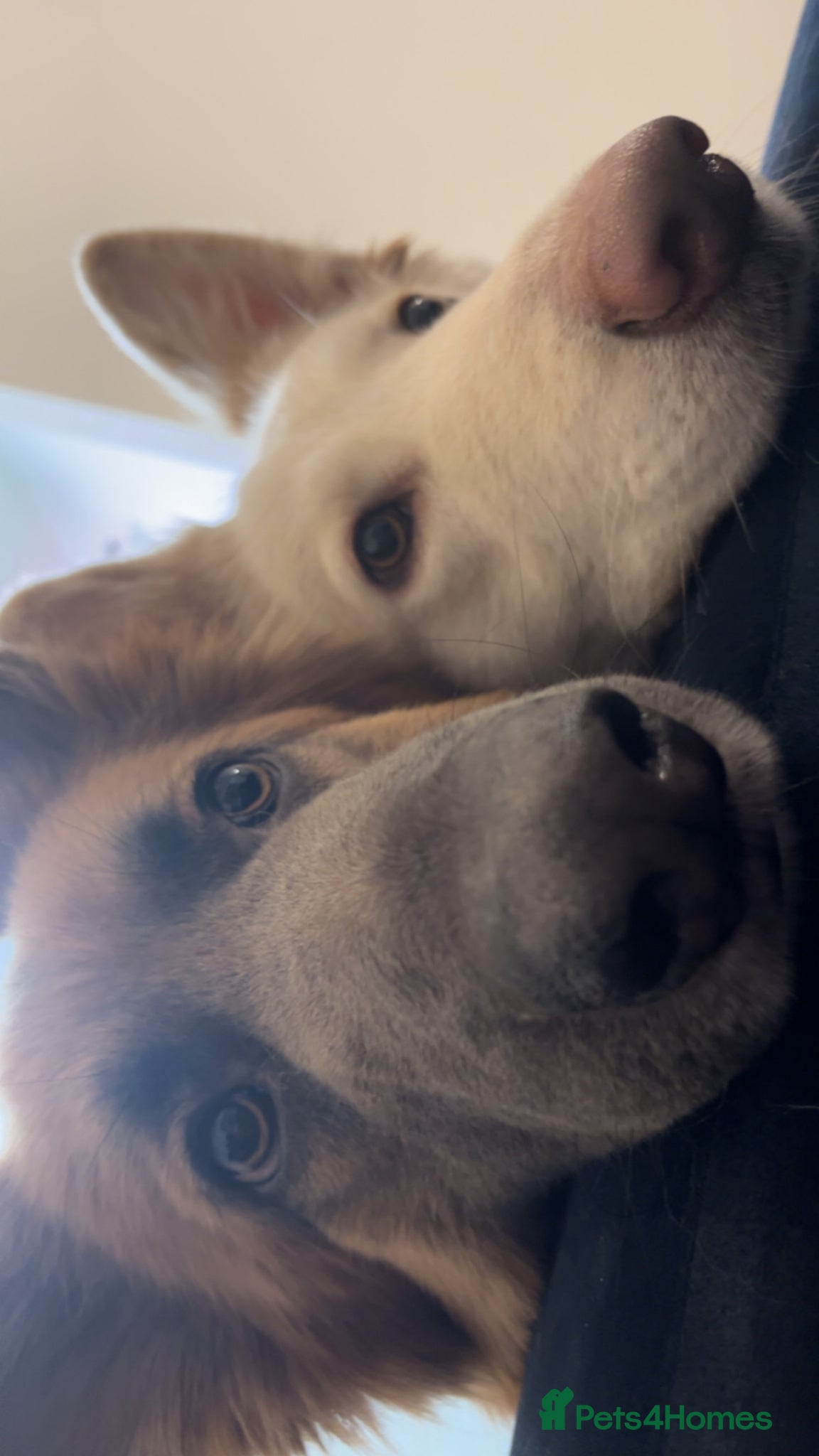German Shepherd dogs Naga/Cas - Advert 1