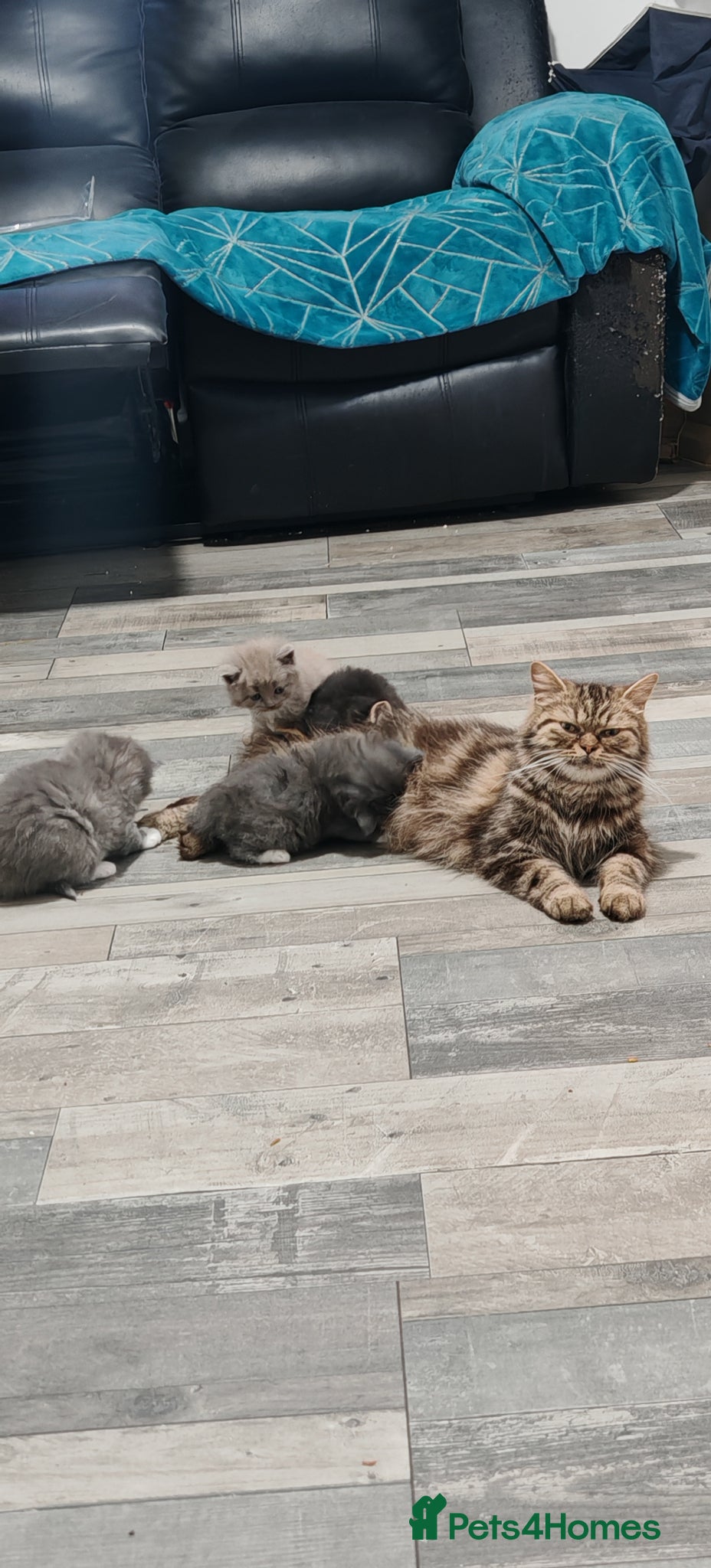 Mixed Breed cats Adorable Fluffy Persian Cross Kittens–🐱✨  - Advert 1