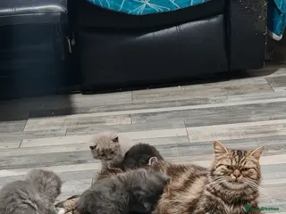 Mixed Breed cats Adorable Fluffy Persian Cross Kittens–🐱✨ - Advert 1