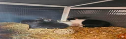 Mixed Breed rabbits for sale: 4x rabbits, hutch, covers, pen in Preston - Advert 7