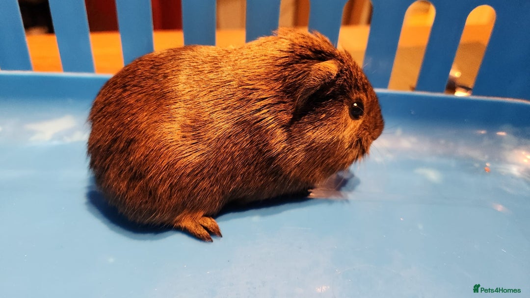 Guinea Pig rodents for sale: Baby Guniea pigs for sale - Advert 5