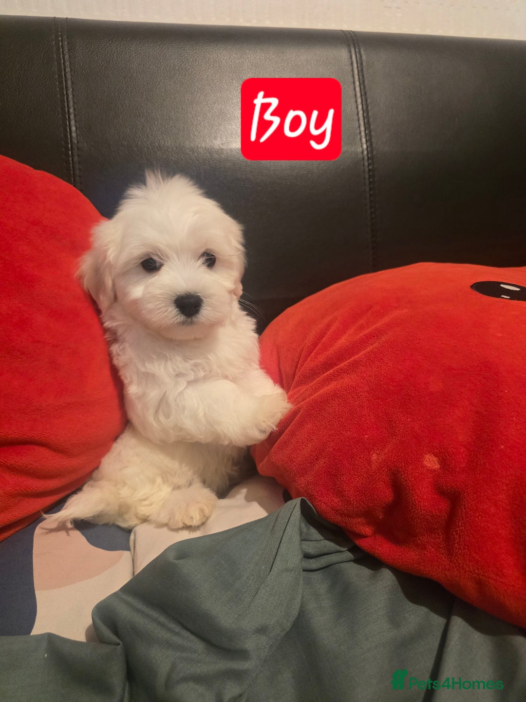 Maltese dogs for sale: Fully vaccinated💫Tiny Maltese! 1 boy left💫 - Advert 11