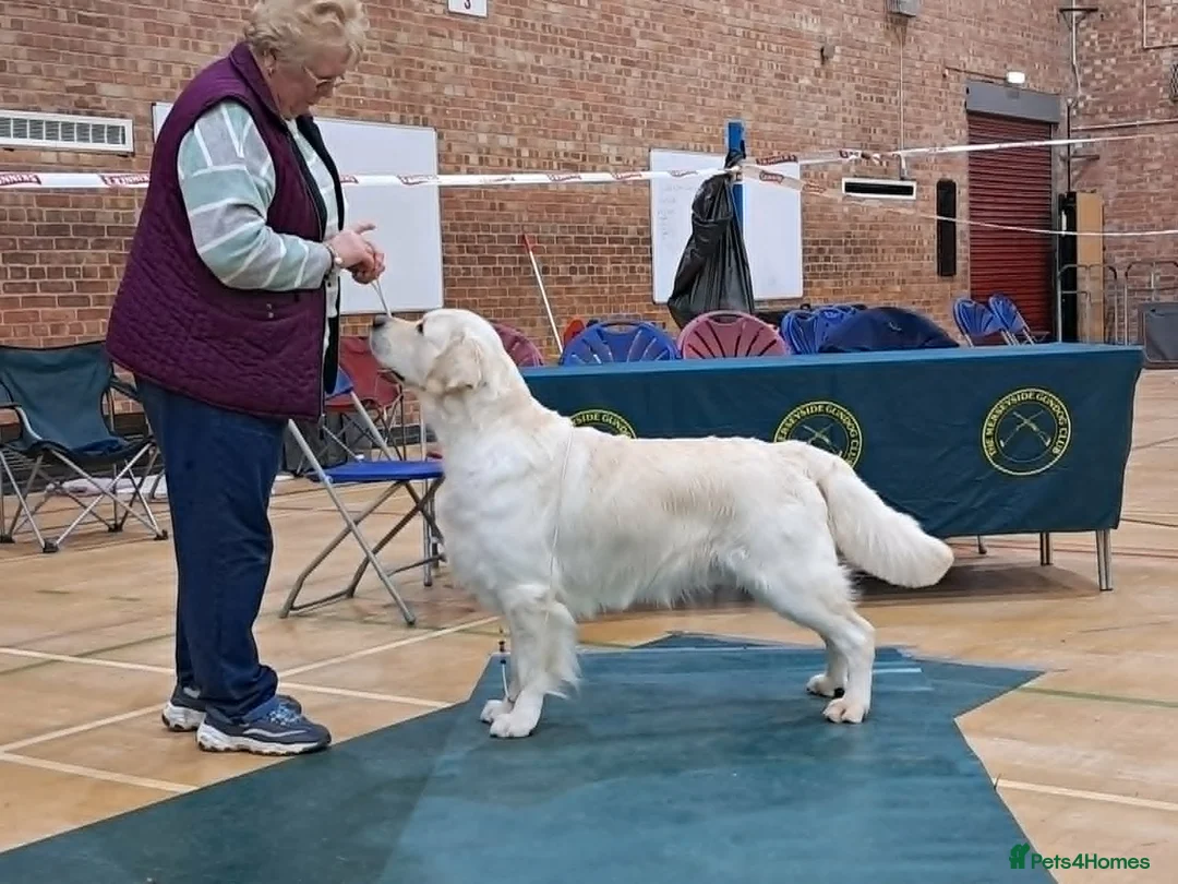 Golden Retriever dogs for stud: Taylor ( Mitcharron Seren's Legacy - Advert 1